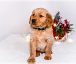 Small #2 Golden Retriever