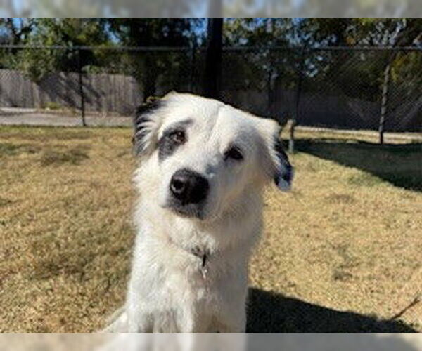 Medium Photo #2 Border Collie-Unknown Mix Puppy For Sale in Temple, TX, USA