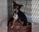 Small #2 Mutt
