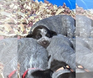 Wirehaired Pointing Griffon Puppy for Sale in CLAY CITY, Illinois USA