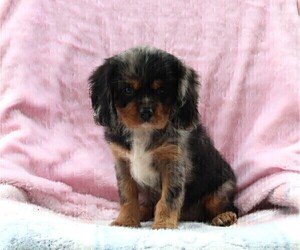 Cavalier King Charles Spaniel Puppy for sale in FREDERICKSBURG, OH, USA