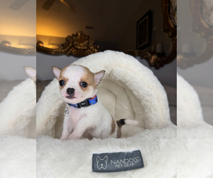 Chihuahua Puppy for sale in CHARLOTTE, NC, USA