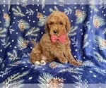 Small Photo #1 Poodle (Standard) Puppy For Sale in LAKELAND, FL, USA