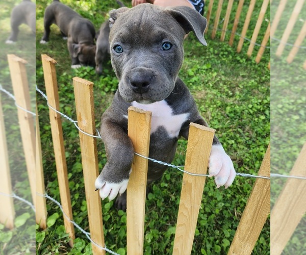 Medium Photo #4 American Bully Puppy For Sale in NOBLESVILLE, IN, USA