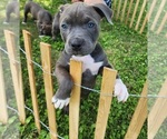 Small #3 American Bully