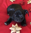 Small #2 French Bulldog