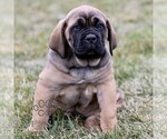 Small #1 Cane Corso