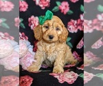 Small Photo #1 Cocker Spaniel-Poodle (Miniature) Mix Puppy For Sale in COCHRANVILLE, PA, USA