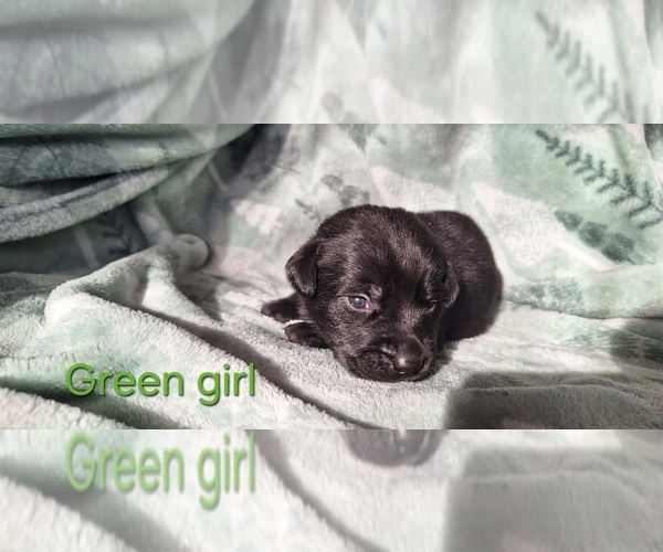 Medium Photo #1 Labrador Retriever Puppy For Sale in CARO, MI, USA