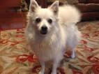 Small Photo #1 American Eskimo Dog Puppy For Sale in PLACERVILLE, CA, USA
