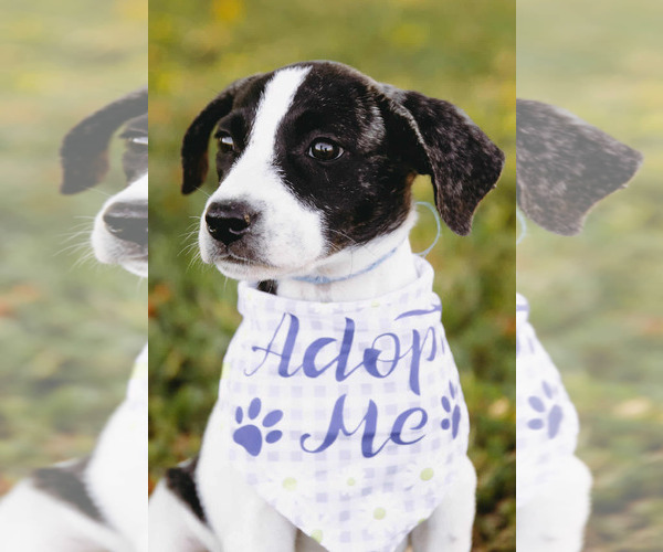Medium Photo #4 Labbe Puppy For Sale in Princeton, MN, USA