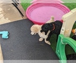 Small Photo #13 Poodle (Standard) Puppy For Sale in SAND SPRINGS, OK, USA