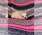 Small #1 French Bulldog