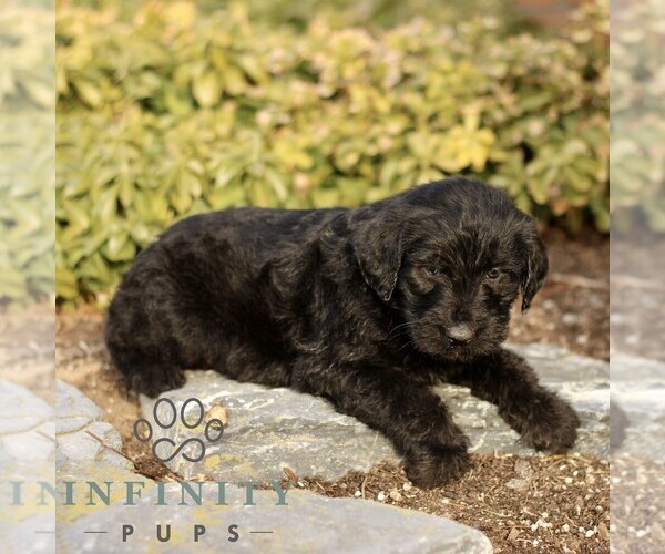 Medium Photo #3 Labradoodle Puppy For Sale in RONKS, PA, USA