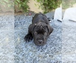 Small Photo #25 Cane Corso Puppy For Sale in WOODLAND HILLS, CA, USA