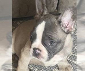 French Bulldog Puppy for sale in NORRIS CITY, IL, USA