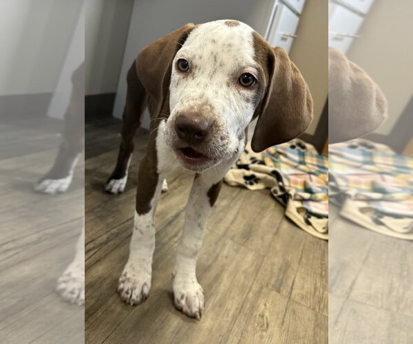 Medium Photo #5 Coonhound-Unknown Mix Puppy For Sale in Des Moines, IA, USA