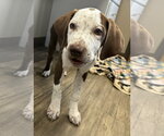 Small #4 Coonhound Mix