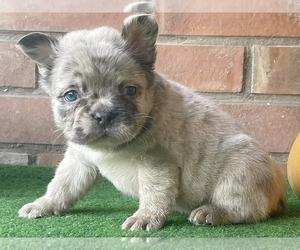French Bulldog Puppy for sale in NEW YORK, NY, USA
