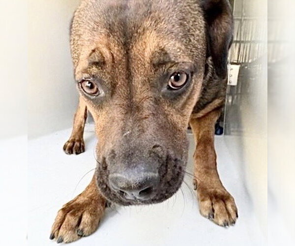 Medium Photo #1 Labrador Retriever-Redbone Coonhound Mix Puppy For Sale in Houston, TX, USA