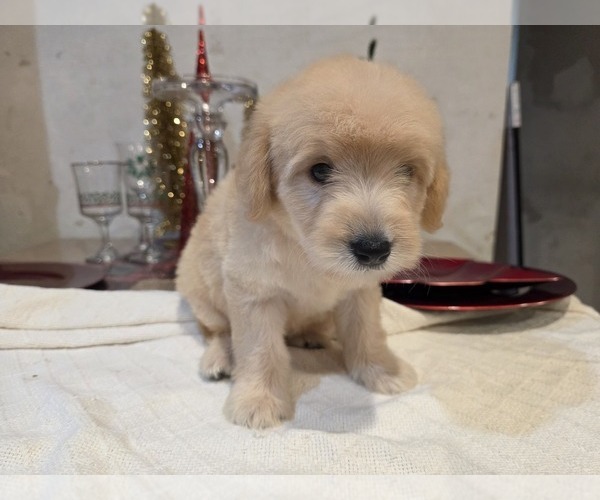 Medium Photo #17 Goldendoodle Puppy For Sale in DUBLIN, TX, USA