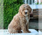 Small #2 Goldendoodle (Miniature)