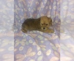 Small #11 Yorkshire Terrier