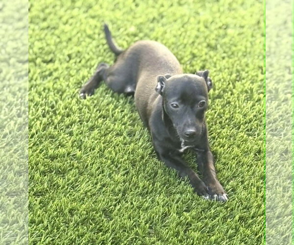 Medium Photo #4 Chihuahua-Unknown Mix Puppy For Sale in Phoenix, AZ, USA