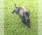 Small #3 Chihuahua Mix