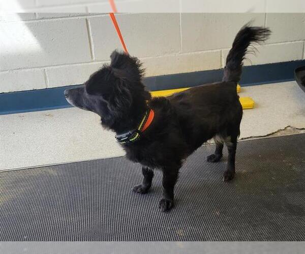 Medium Photo #1 Chihuahua-Unknown Mix Puppy For Sale in Anchorage, AK, USA