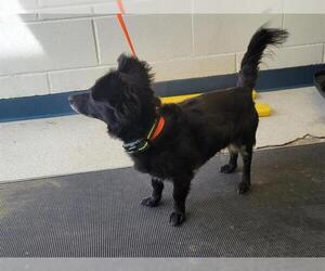 Chihuahua-Unknown Mix Dogs for adoption in Anchorage, AK, USA