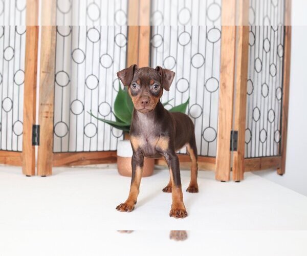 Medium Photo #1 Miniature Pinscher Puppy For Sale in NAPLES, FL, USA