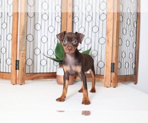 Miniature Pinscher Puppy for sale in NAPLES, FL, USA