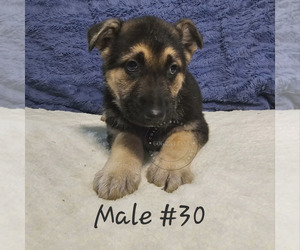 German Shepherd Dog Puppy for sale in PIKEVILLE, KY, USA