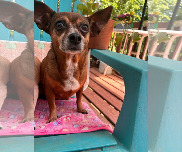 Medium Photo #2 Chiweenie Puppy For Sale in Pacolet, SC, USA