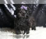Small #6 Poodle (Toy)