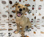 261666  Heinz - Male Dameranian Dog for Adoption - Small photo