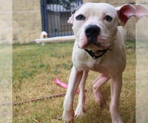 American Staffordshire Terrier Dogs for adoption in San Antonio, TX, USA