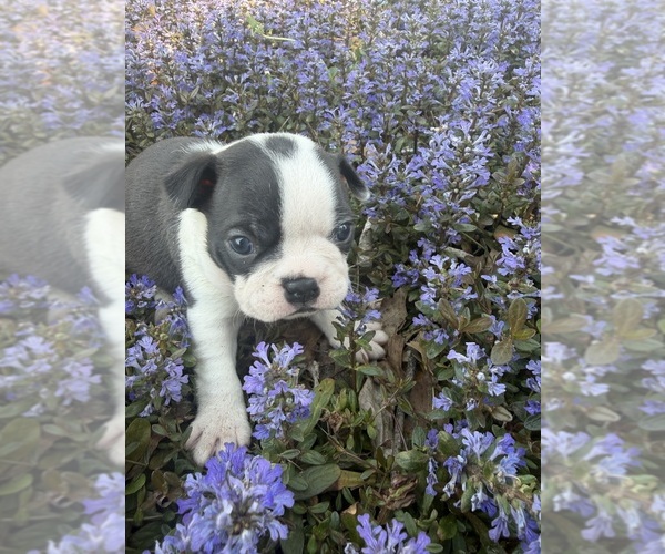 Medium Photo #1 Boston Terrier Puppy For Sale in FREDONIA, KS, USA