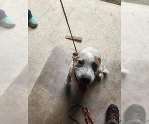 Mutt Dogs for adoption in Temple, TX, USA