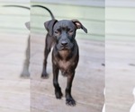 Small #3 American Pit Bull Terrier-American Staffordshire Terrier Mix