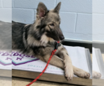 Small #1 German Shepherd Dog Mix