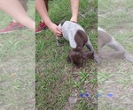 Small Photo #10 German Shorthaired Pointer Puppy For Sale in FORT WHITE, FL, USA