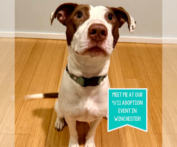 Medium Photo #9 Mutt Puppy For Sale in Boston, MA, USA