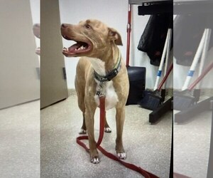 Levi - Male Mutt Dog for Adoption - Photo #13