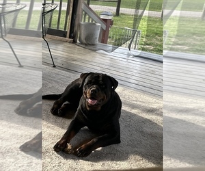 Rottweiler Puppy for sale in BIXBY, MO, USA