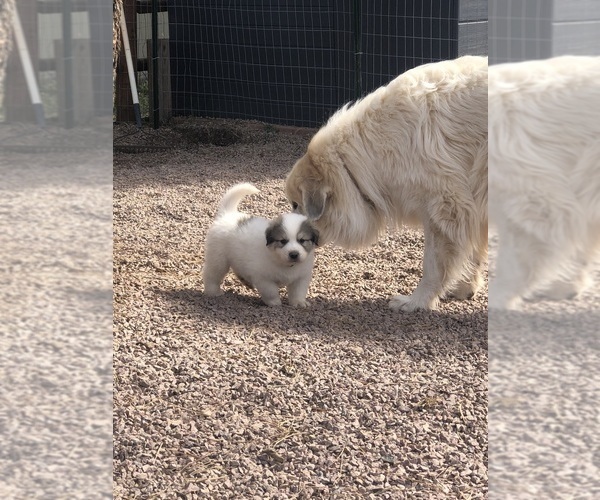 Medium Photo #5 Great Pyrenees Puppy For Sale in WOODLAND PARK, CO, USA