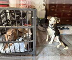 Small Photo #8 Huskies -Unknown Mix Puppy For Sale in Boonton, NJ, USA