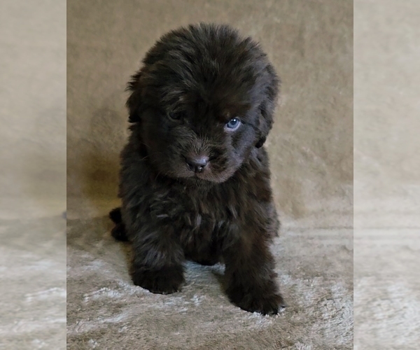 Medium Photo #3 Newfoundland Puppy For Sale in CAMBRIDGE, NE, USA
