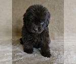 Small Photo #30 Newfoundland Puppy For Sale in CAMBRIDGE, NE, USA